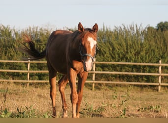 American Quarter Horse, Wallach, 2 Jahre, 144 cm, Fuchs