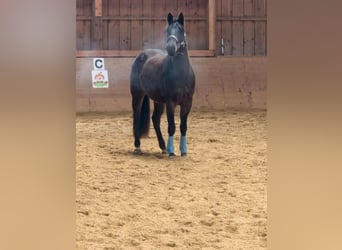 American Quarter Horse, Wallach, 2 Jahre, 145 cm, Brauner