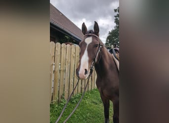 American Quarter Horse, Wallach, 2 Jahre, 145 cm, Brauner