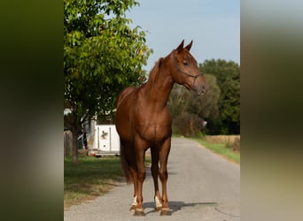 American Quarter Horse, Wallach, 2 Jahre, 147 cm, Dunkelfuchs