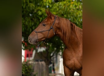 American Quarter Horse, Wallach, 2 Jahre, 147 cm, Dunkelfuchs