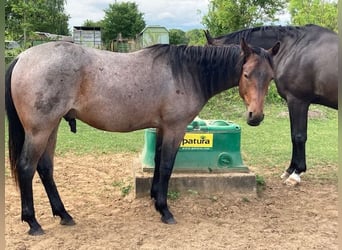 American Quarter Horse, Wallach, 2 Jahre, 147 cm, Roan-Bay