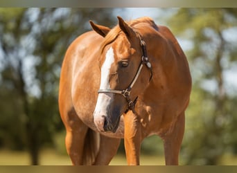 American Quarter Horse, Wallach, 2 Jahre, 147 cm, Roan-Red