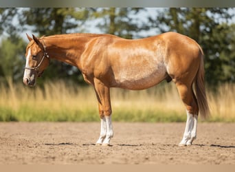 American Quarter Horse, Wallach, 2 Jahre, 147 cm, Roan-Red