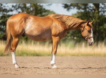 American Quarter Horse, Wallach, 2 Jahre, 147 cm, Roan-Red
