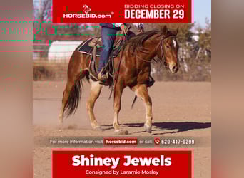 American Quarter Horse, Wallach, 2 Jahre, 147 cm, Rotfuchs