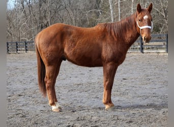 American Quarter Horse, Wallach, 2 Jahre, 147 cm, Rotfuchs