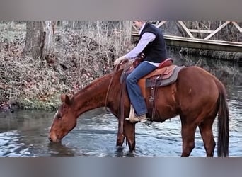 American Quarter Horse, Wallach, 2 Jahre, 147 cm, Rotfuchs