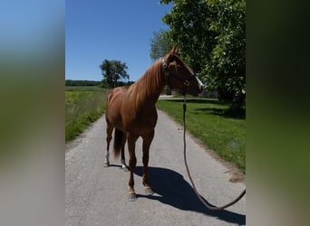 American Quarter Horse, Wallach, 2 Jahre, 147 cm