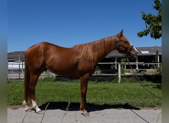 American Quarter Horse, Wallach, 2 Jahre, 147 cm