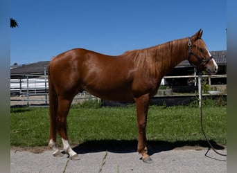 American Quarter Horse, Wallach, 2 Jahre, 147 cm