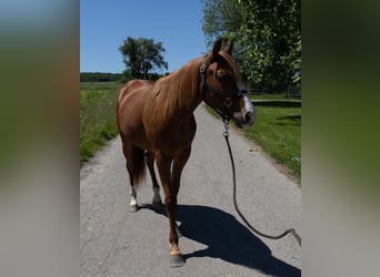 American Quarter Horse, Wallach, 2 Jahre, 147 cm