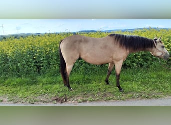 American Quarter Horse, Wallach, 2 Jahre, 148 cm, Buckskin