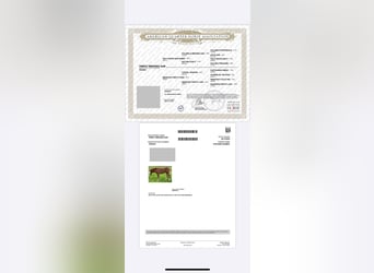 American Quarter Horse, Wallach, 2 Jahre, 148 cm, Fuchs