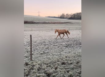 American Quarter Horse, Wallach, 2 Jahre, 148 cm, Palomino