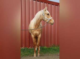 American Quarter Horse, Wallach, 2 Jahre, 148 cm, Palomino