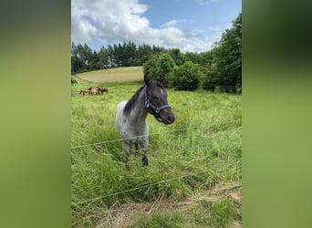 American Quarter Horse, Wallach, 2 Jahre, 150 cm, Blauschimmel