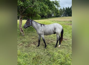 American Quarter Horse, Wallach, 2 Jahre, 150 cm, Blauschimmel