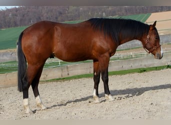 American Quarter Horse, Wallach, 2 Jahre, 150 cm, Brauner