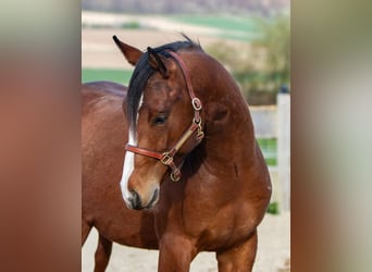 American Quarter Horse, Wallach, 2 Jahre, 150 cm, Brauner