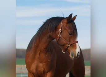 American Quarter Horse, Wallach, 2 Jahre, 150 cm, Brauner