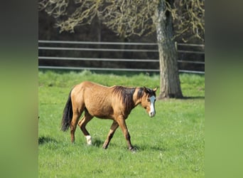 American Quarter Horse, Wallach, 2 Jahre, 150 cm, Brauner
