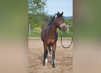 American Quarter Horse, Wallach, 2 Jahre, 150 cm, Brauner