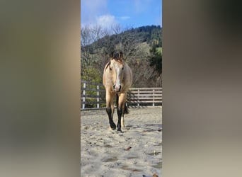 American Quarter Horse, Wallach, 2 Jahre, 150 cm, Buckskin