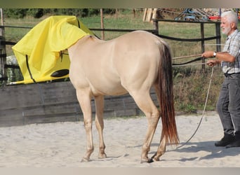 American Quarter Horse, Wallach, 2 Jahre, 150 cm, Champagne