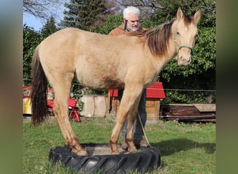American Quarter Horse, Wallach, 2 Jahre, 150 cm, Champagne