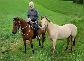 American Quarter Horse, Wallach, 2 Jahre, 150 cm, Champagne