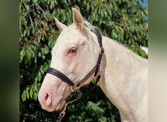 American Quarter Horse, Wallach, 2 Jahre, 150 cm, Champagne