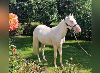 American Quarter Horse, Wallach, 2 Jahre, 150 cm, Champagne