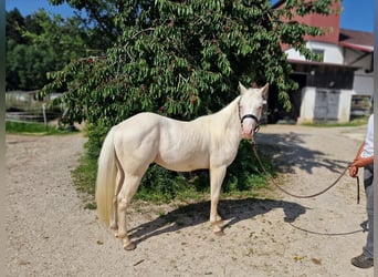 American Quarter Horse, Wallach, 2 Jahre, 150 cm, Champagne