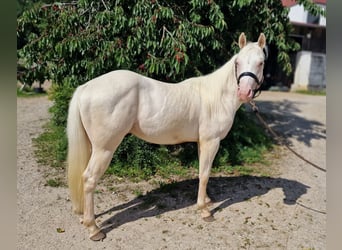 American Quarter Horse, Wallach, 2 Jahre, 150 cm, Champagne