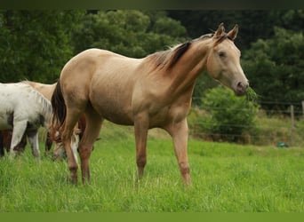 American Quarter Horse Mix, Wallach, 2 Jahre, 150 cm, Champagne