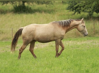 American Quarter Horse Mix, Wallach, 2 Jahre, 150 cm, Champagne