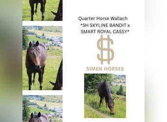 American Quarter Horse, Wallach, 2 Jahre, 150 cm, Dunkelbrauner