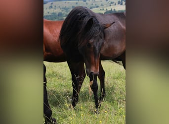 American Quarter Horse, Wallach, 2 Jahre, 150 cm, Dunkelbrauner