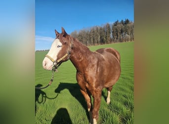 American Quarter Horse, Wallach, 2 Jahre, 150 cm, Fuchs