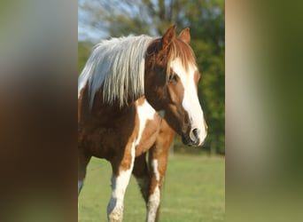 American Quarter Horse, Wallach, 2 Jahre, 150 cm, Overo-alle-Farben