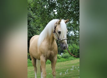 American Quarter Horse, Wallach, 2 Jahre, 150 cm, Palomino