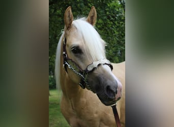 American Quarter Horse, Wallach, 2 Jahre, 150 cm, Palomino