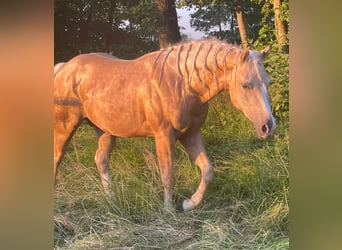 American Quarter Horse, Wallach, 2 Jahre, 150 cm, Palomino