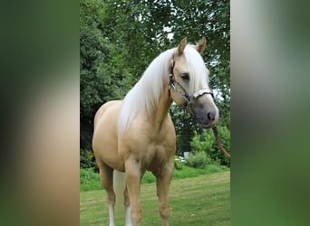 American Quarter Horse, Wallach, 2 Jahre, 150 cm, Palomino