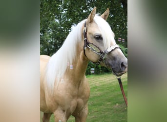 American Quarter Horse, Wallach, 2 Jahre, 150 cm, Palomino