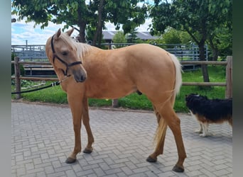 American Quarter Horse, Wallach, 2 Jahre, 150 cm, Palomino