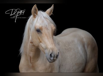 American Quarter Horse, Wallach, 2 Jahre, 150 cm, Palomino