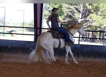 American Quarter Horse, Wallach, 2 Jahre, 150 cm, Perlino