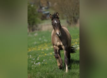 American Quarter Horse, Wallach, 2 Jahre, 150 cm